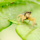 Image for article titled 75 Close-Ups Of Bugs